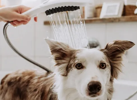 Ein Border Collie wird in einer Badewanne mit einer Handbrause abgeduscht.
